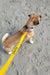 Cornish Grippy Lead - 5 Loop Caution Lead Dog Accessories Grippy Leads